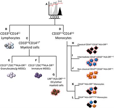 The CD14+HLA-DRlo/neg Monocyte: An Immunosuppressive Phenotype That Restrains Responses to Cancer Immunotherapy